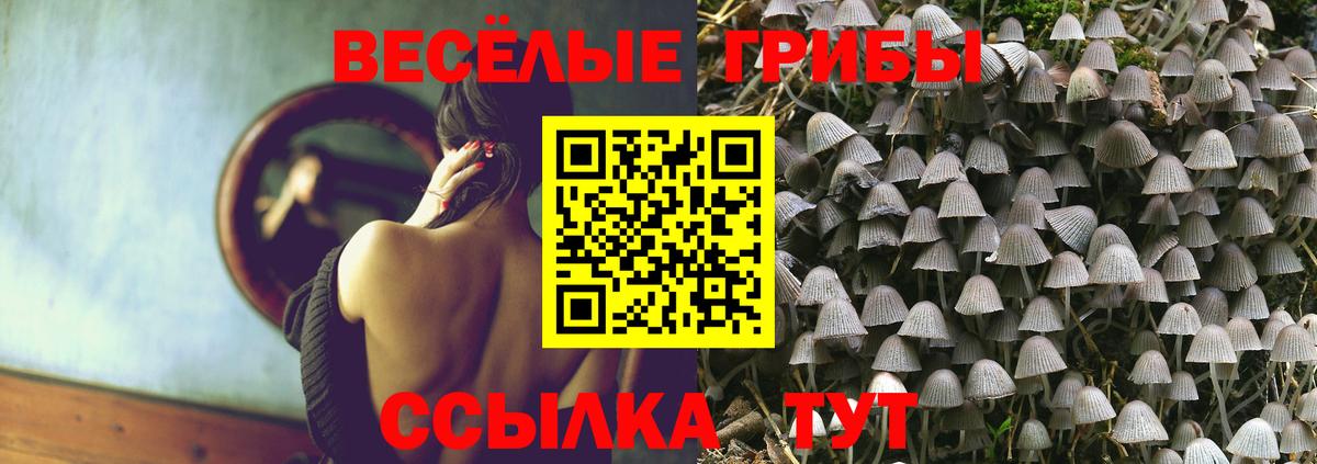 Псилоцибиновые грибы Psilocybe Советская Гавань